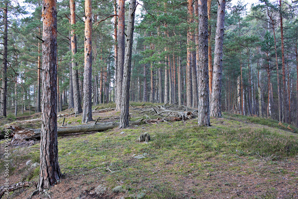 Wall mural pine forest