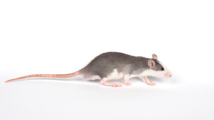 Gray Rat with long tail full length cut out on white background.