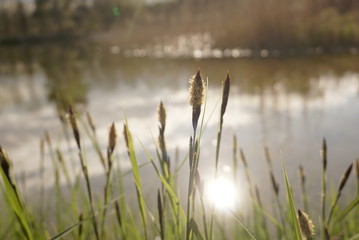 sedge bloom near the lake