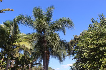 Fototapeta na wymiar native coconut tree from Brazil
