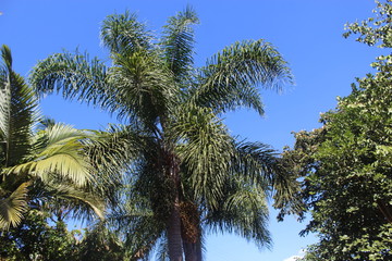 Fototapeta na wymiar native coconut tree from Brazil