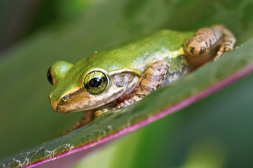 Small Madagascar green tree frog resting on green leaf, closeup detail
