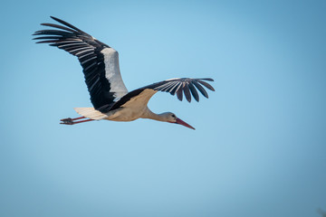 black and white stork flies close to a camera and the sky is blue