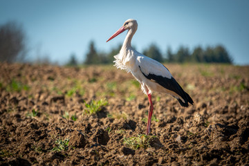  black and white stork stands on a field and looks into the camera