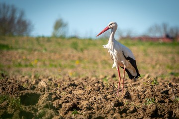  black and white stork stands on a field and looks into the camera