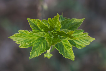 Young leaves of a maple tree on a branch close-up. A closeup of the nature of Siberia in Russia.