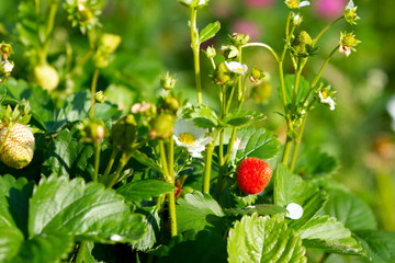 Home grown organic red strawberries in a strawberry bed in the garden
