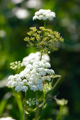 Botanical: Inflorescences of Heracleum and dill (Umbelliferae), close up, summer garden