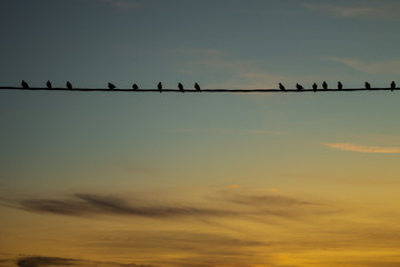 Many birds on an electricity cable during sunset. Large free space to write.