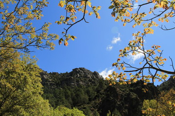 Cielo a traves del bosque en 