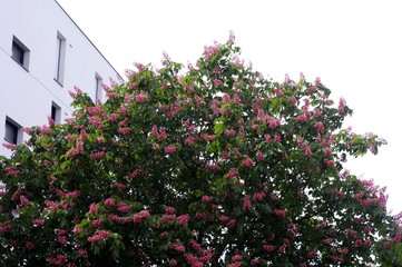Marronnier d'Inde à floraison rose