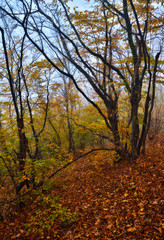 autumn forest. dawn in the old forest of the Carpathian mountains
