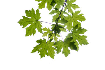 A branch with leaves of, California native, bigleaf maple tree photographed against white background, Purisima Open Space Preserve, California