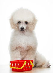 image of dog basket white background