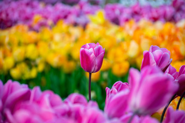 Beautiful pink tulips with water droplets for background