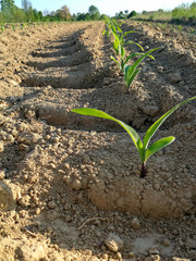 Field with sowing of small corn plants