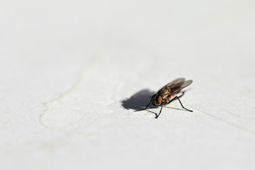 House fly. the insect on paper list