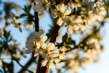 Cherry Blossom Season. Blooming Cherry in the garden. Spring flowering trees. Pollination of flowers of Cherry.