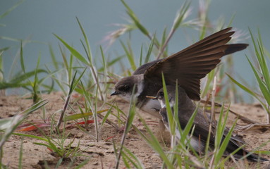 Swallow Sand Martin background, riparia riparia
