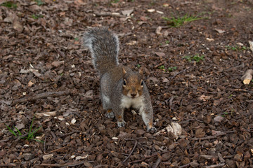 Close up of grey squirrel on ground with beech nuts.