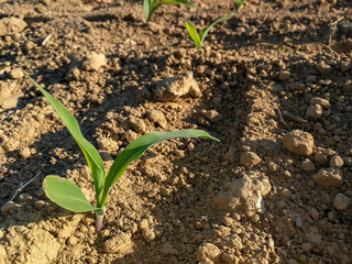 Field with sowing of small corn plants