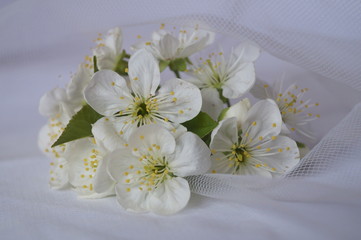 Spring branch with white flowers - cherry flowers