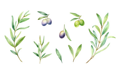 Olives branch,leaves,fruits..Watercolor hand painted illustration isolated on white background.