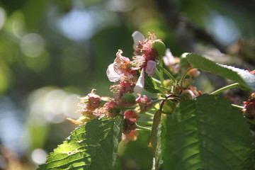 Cherry tree young green cherries blossom in an orchard	