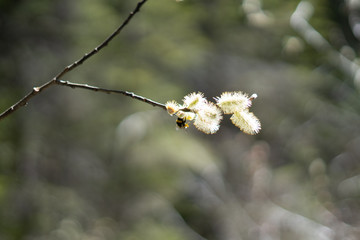 Makroaufnahmen von Waldblumen mit Tieren