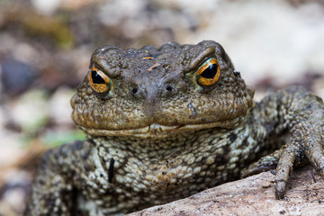 Close up shot of a large toad resting on a wooden trunk
