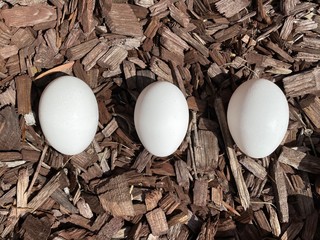 White Eggs