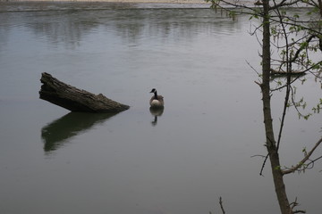 Canadian Goose Next To Tree Stump In Pond