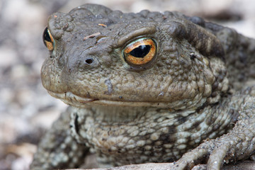 Close up shot of a large toad resting on a wooden trunk