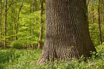 Old oak tree trunk