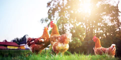 Foto op Plexiglas rooster, hen and chick nature organic range © Bonsales