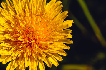 Medicinal dandelion close-up. Macro