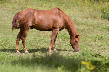 Pferd