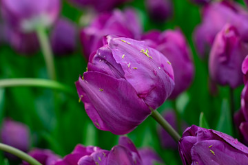 Beautiful purple tulips with water droplets for background