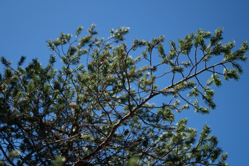 Makroaufnahmen von Waldblumen mit Tieren