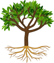 Fototapeta premium Cartoon tree with green leaves and root system isolated on white background