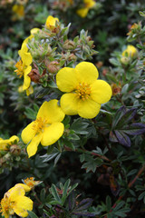 
Flowers in the spring garden
