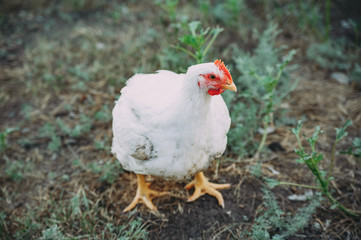 white loose chicken outdoor in the grass