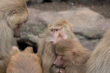 Makaken Familie mit ihrem Baby