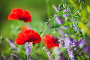Red poppy field in spring 