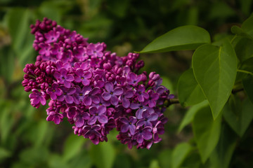 Beautiful lilac flowers on bush, close up