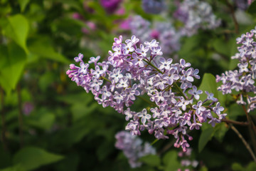 Beautiful lilac flowers on bush, close up