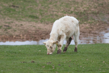 Kalb auf einer Wiese