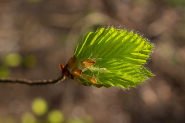 Close up of fresh green beech leaves opening in spring.