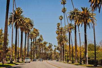 Street with palms in Beverly Hills © Anna