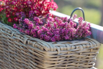 Kwitnący wrzosiec w koszyczku, wiszący na poręczy balkonu © Joanna